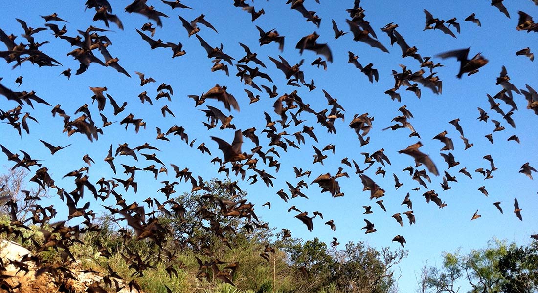 bats flying in the sky